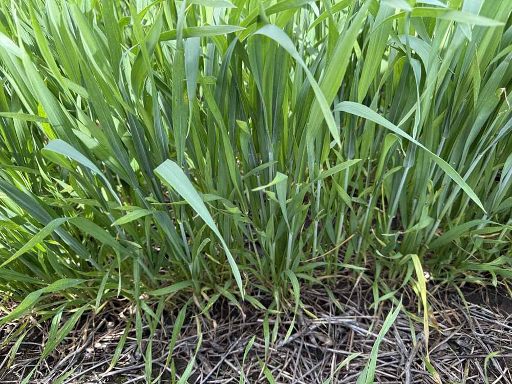 Nueva variedad de trigo que enfrenta a las royas y libera el lote temprano